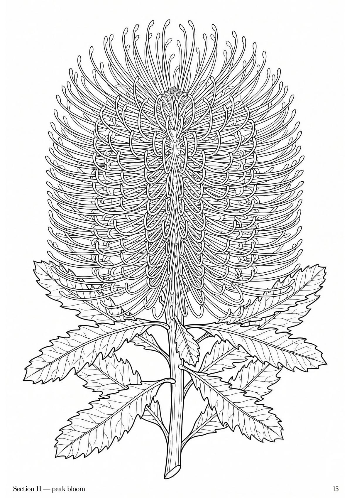 Banksia Folio, plate 15 — Australian native flora study at folio scale