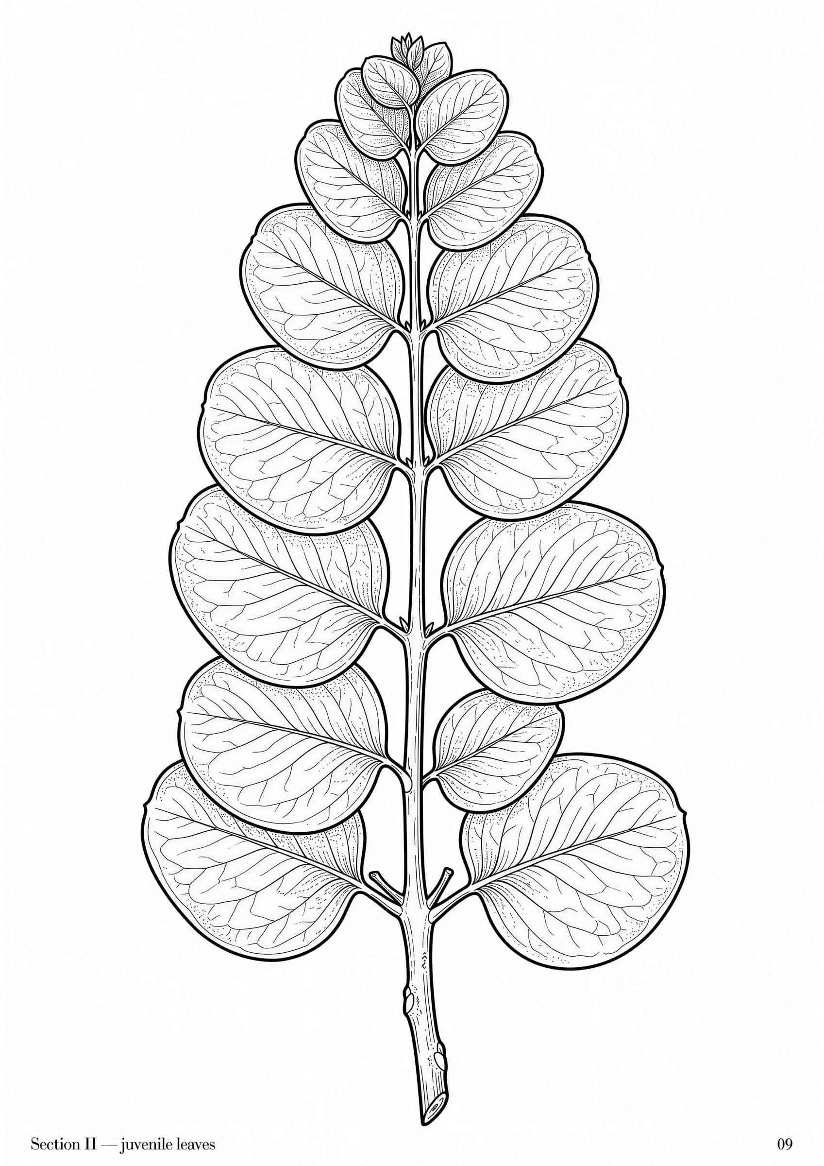 Eucalyptus Folio, plate 9 — Australian eucalypt botanical study at folio scale