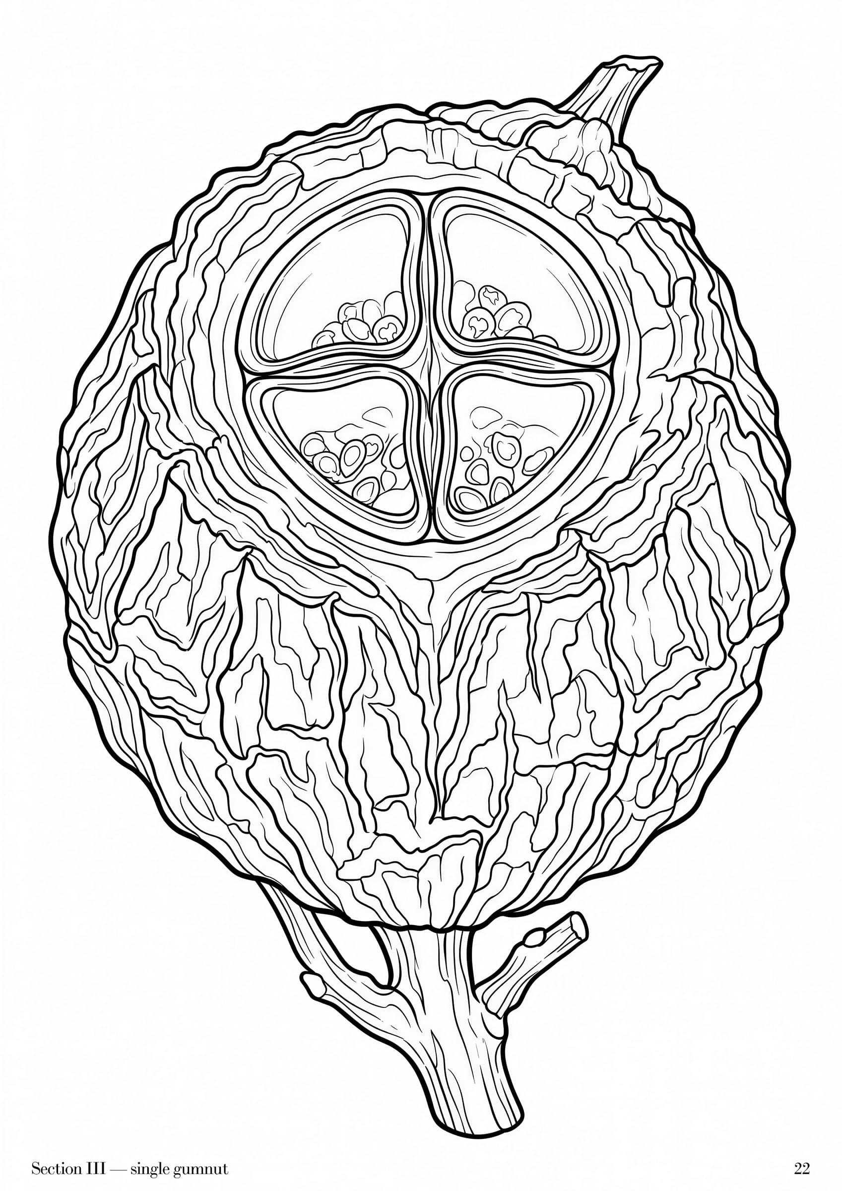 Eucalyptus Folio, plate 22 — Australian eucalypt botanical study at folio scale