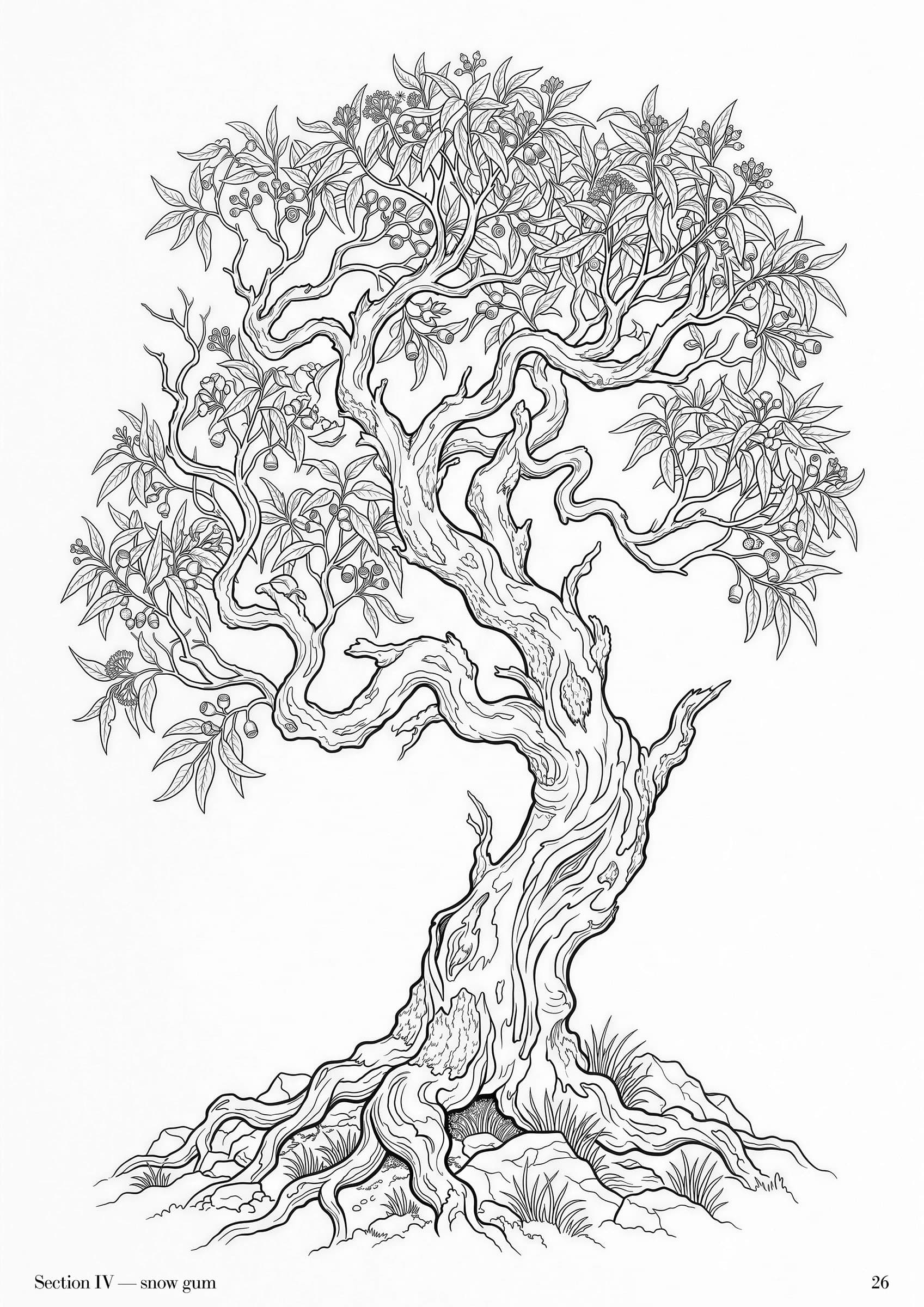Eucalyptus Folio, plate 26 — Australian eucalypt botanical study at folio scale