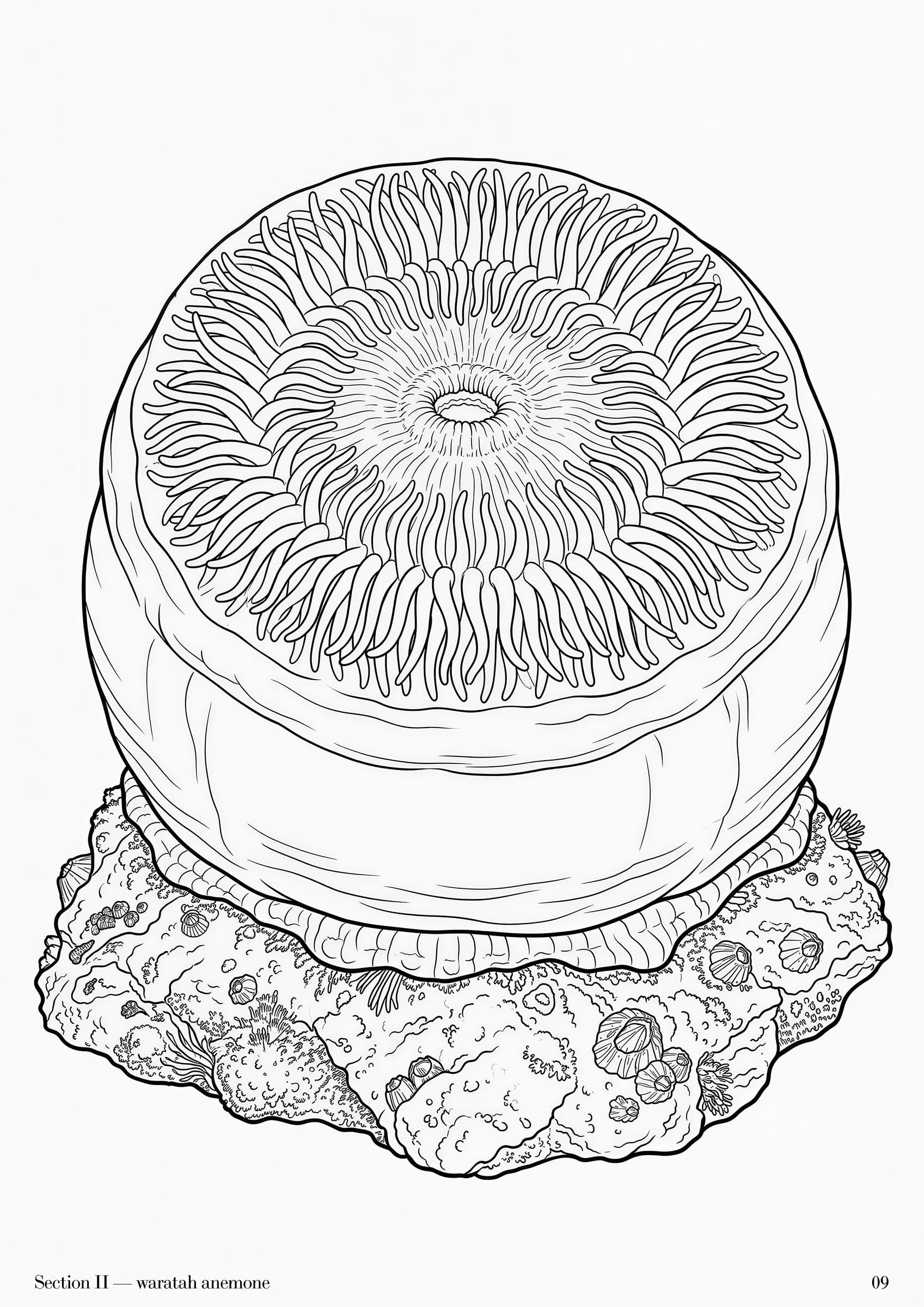 Rockpool Folio, plate 9 — Australian rockpool specimen study at folio scale