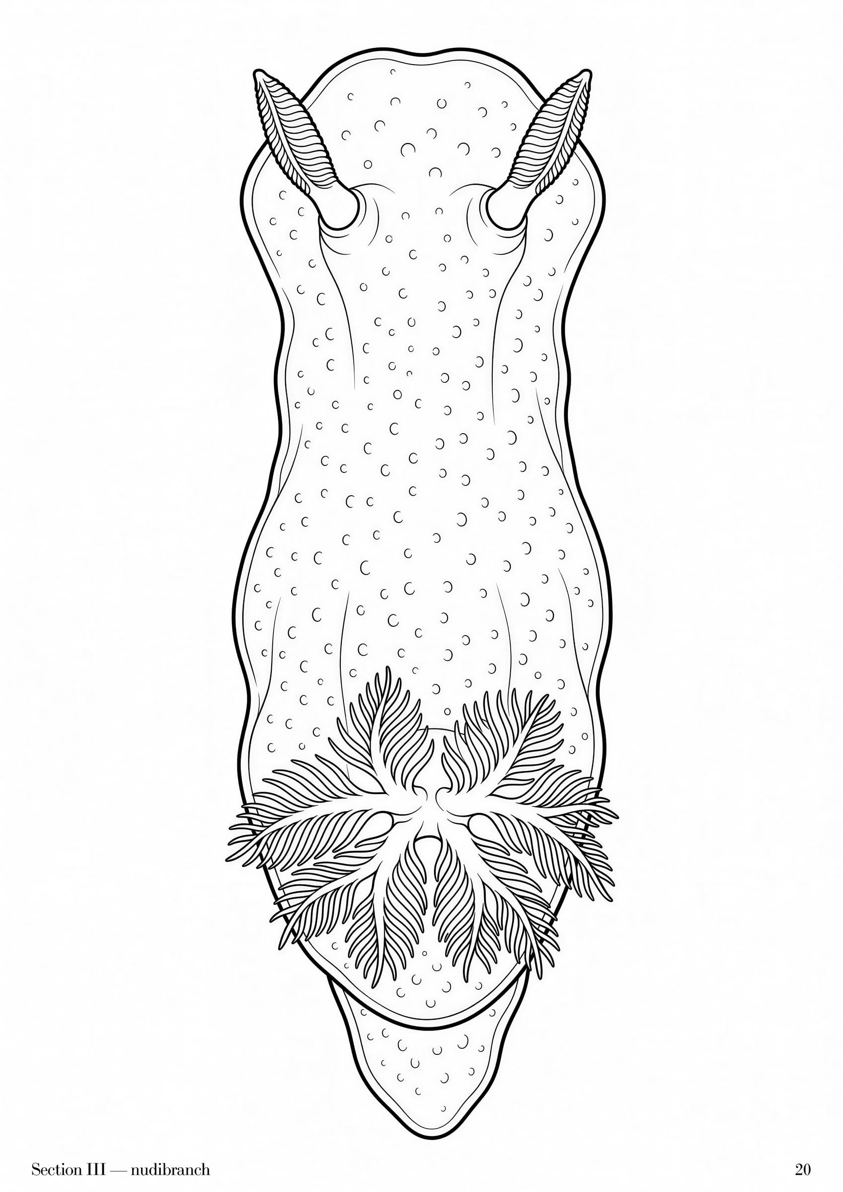 Rockpool Folio, plate 20 — Australian rockpool specimen study at folio scale