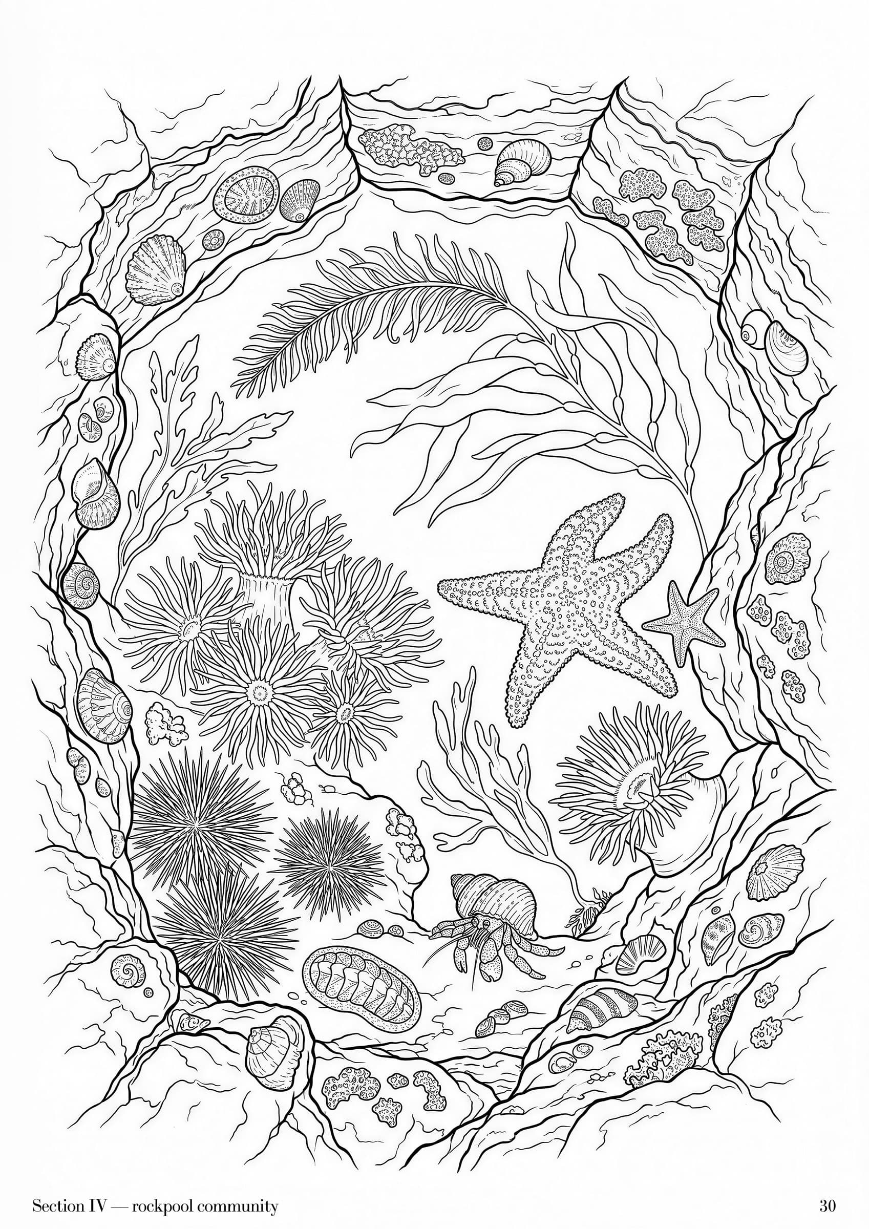 Rockpool Folio, plate 30 — Australian rockpool specimen study at folio scale