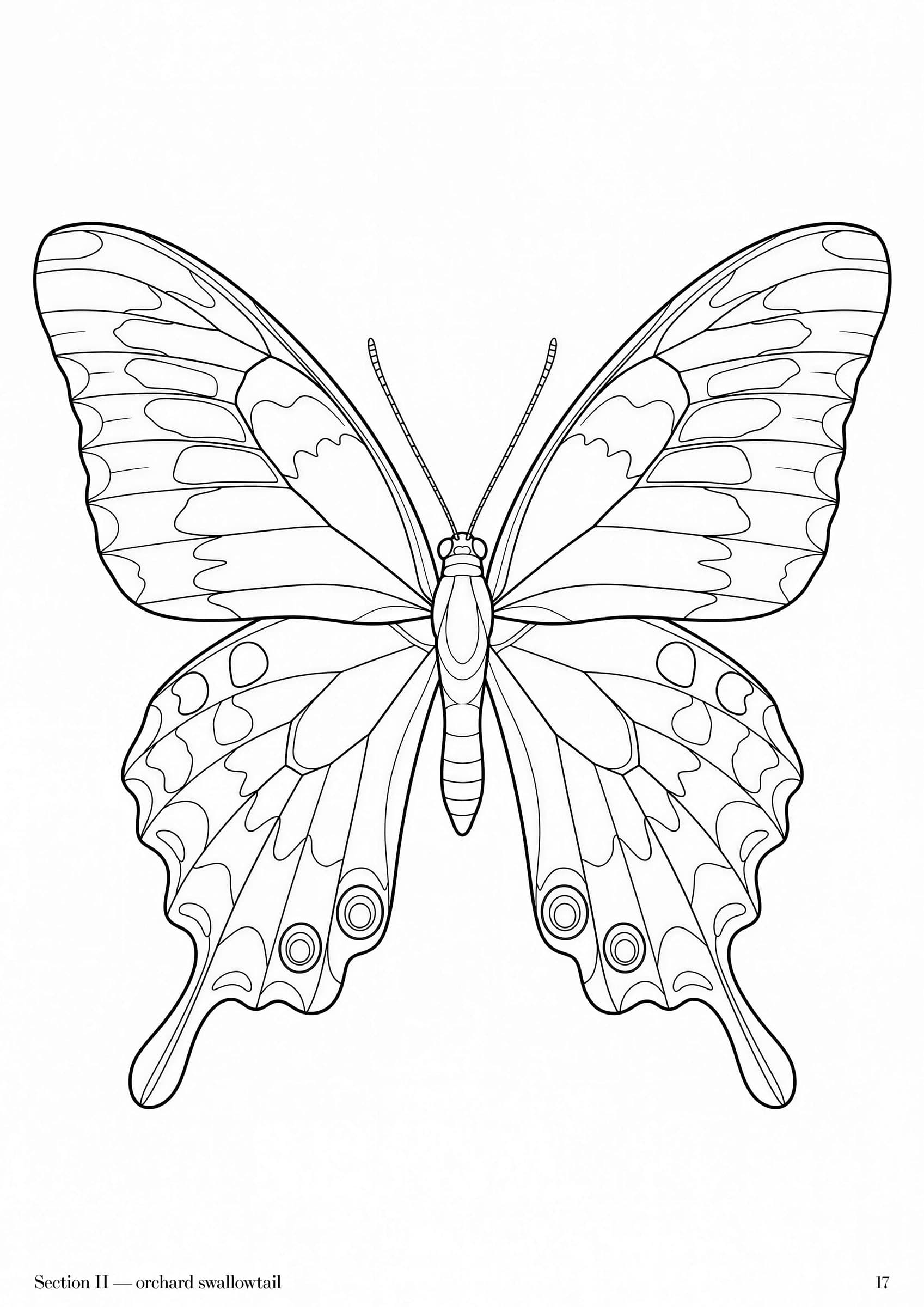 Specimens Folio, plate 17 — Australian natural specimen study at folio scale