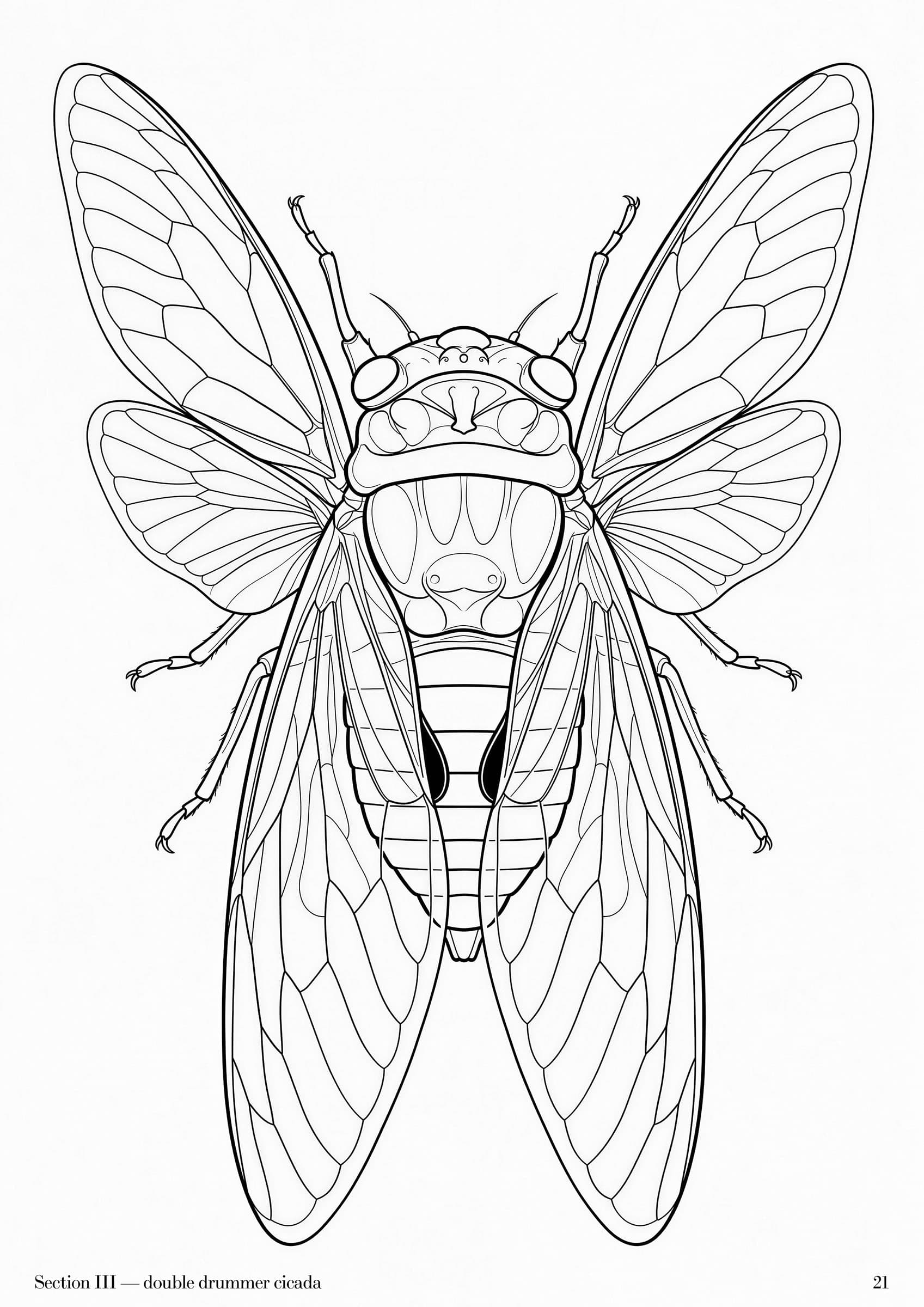 Specimens Folio, plate 21 — Australian natural specimen study at folio scale