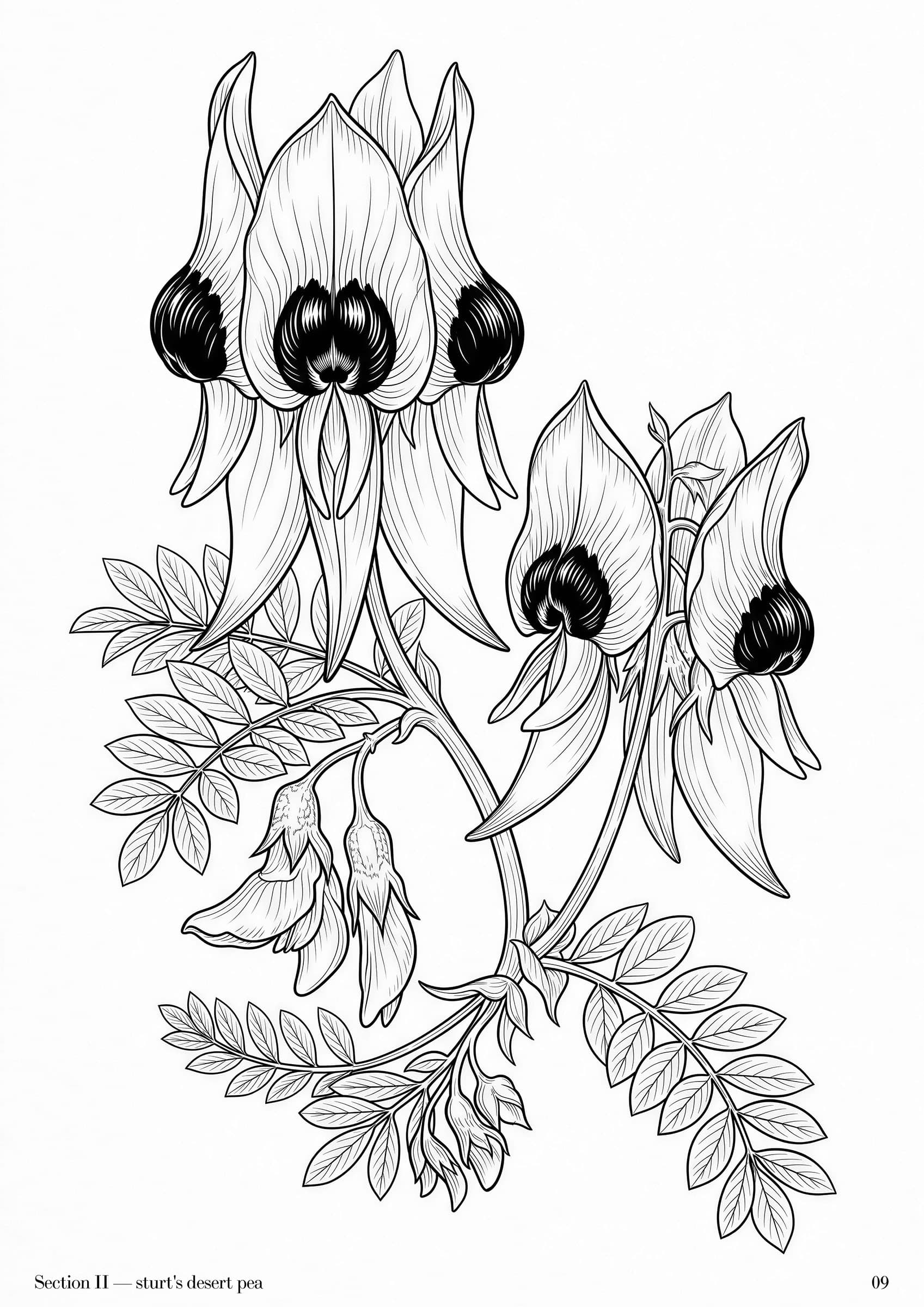Wildflowers Folio, plate 9 — Australian wildflower botanical study at folio scale