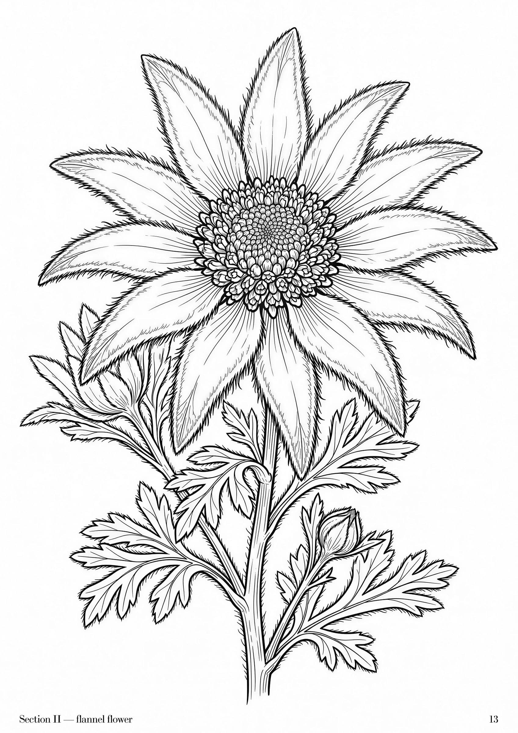Wildflowers Folio, plate 13 — Australian wildflower botanical study at folio scale