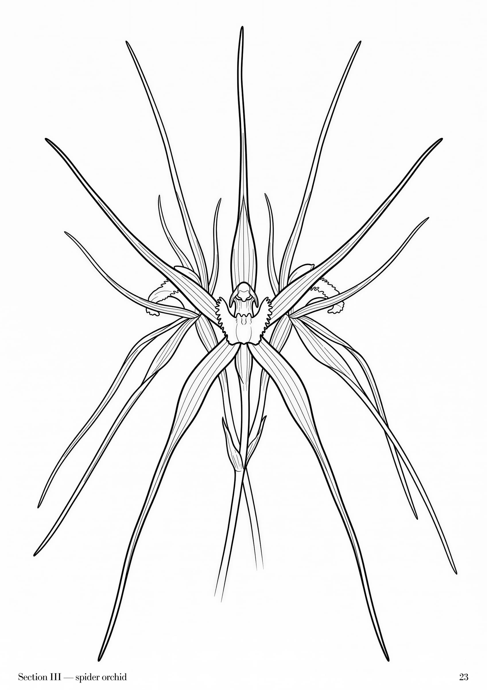 Wildflowers Folio, plate 23 — Australian wildflower botanical study at folio scale