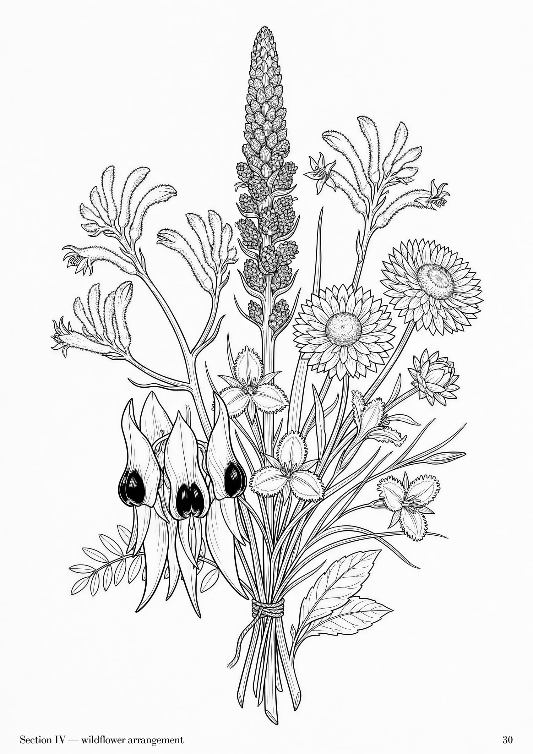 Wildflowers Folio, plate 30 — Australian wildflower botanical study at folio scale